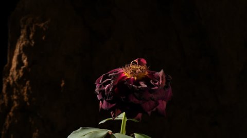 Red rose flower dying time lapse . Filmed isolated against a dark background. The sequences shows the flower opening and dying.