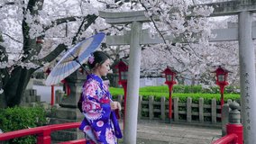 Asian women in traditional japanese kimonos  with cherry blossoms in spring , Japan.