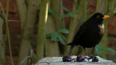 Common blackbird (Turdus merula) walks into focus and eats / steals berry.  (Close-up) 50fps slow motion
