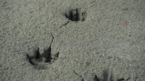 Camera follows deserted land with a foot prints of an mammal run thru it