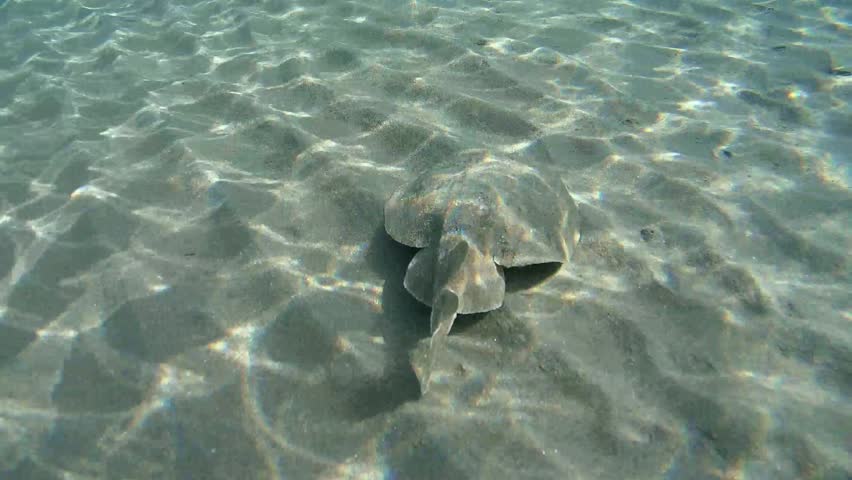 Panther electric ray (Torpedo panthera) swims over a sandy bottom, Red sea, Marsa Alam, Abu Dabab, Egypt
