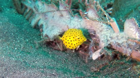 Close-up video of a juvenile Yellow Boxfish (Ostracion cubicus) feeding. Lembeh Strait, Indonesia.