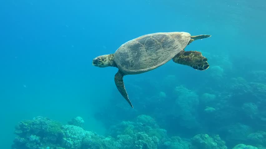 3dRose lsp_200462_2 Fun Sea Turtle Swimming in Tropical Drink Double Toggle Switch 3dRose lsp_200462_2 Fun Sea Turtle Swimming in Tropical Drink Double Toggle Switch