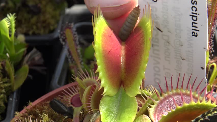 Venus Flytrap Closing on Mealworm