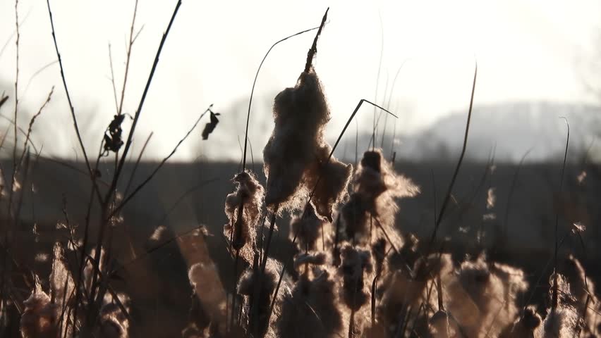 Wind blowing through mace reed, early spring season near a river