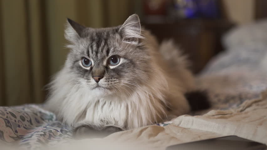 siberian neva masquerade cat