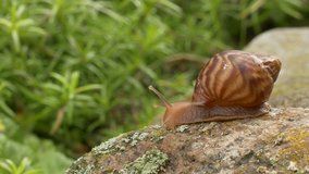 One achatina snail slowly crawling on the stone on the background of grass.
