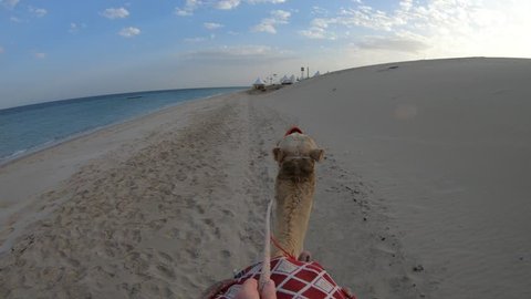 First person view riding on camel on the beach of Khor al Udaid in Persian Gulf of southern Qatar. Caucasian tourist on camel ride, a popular tour in Middle East of Arabian Peninsula. Sunny blue sky.