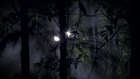 Mysterious UFO-like lights peer through a dense forest canopy.