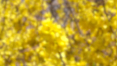 Forsythia flower - Yellow Flower. out pf focus