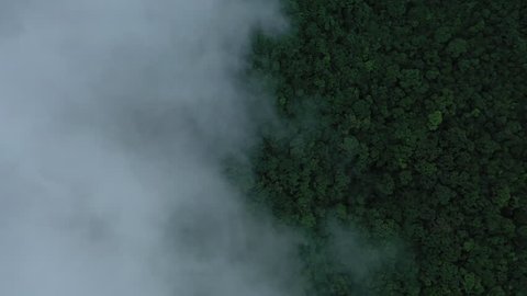 A aerial drone shot flying above a tropical forest. You can see the dense green canopy with rain clouds above it.