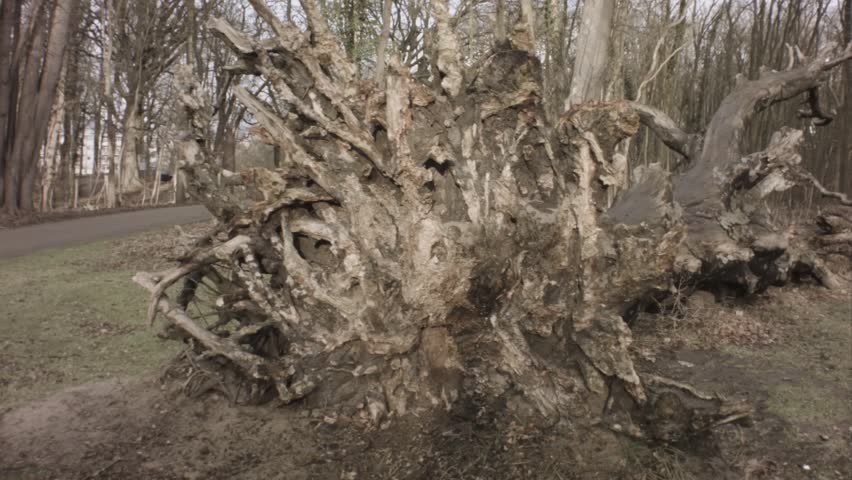 walking turning view of fall winter forest at sunset leafless lifeless trees branches dry leaves grass on ground wild sky up and down with fallen giant tree stump root falling in Europe Netherlands