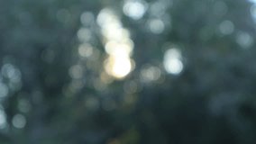 nature bokeh from trees and sunset motion footage video clip