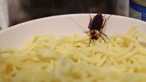 Cockroach inside a spaghetti bowl, eating.