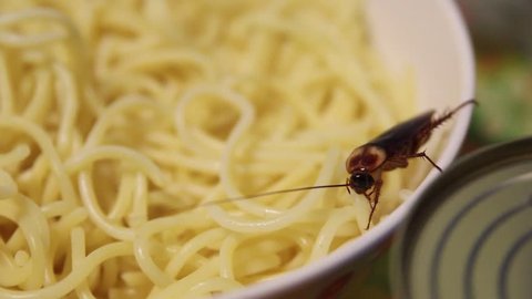 Cockroach Eating Spaghetti Big White Bowl Stock Footage Video (100% ...