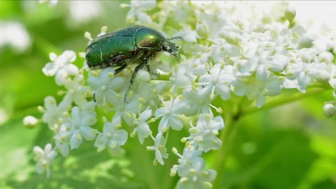Green Rose Chafer(Cetonia Aurata) on a flower elderberry. Close-up.