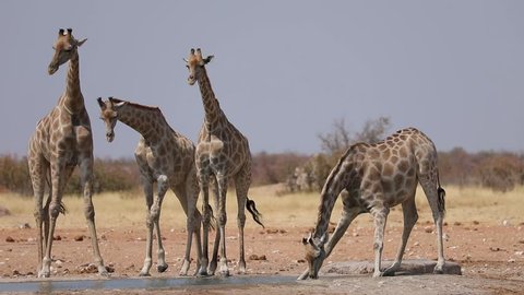 Giraffe awkwardly drinking from a water hole in Etosha National Park, Namibia