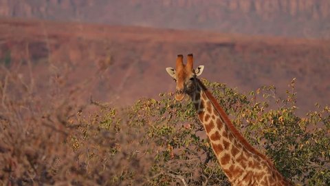 Group of Giraffe walking and feeding on bushes in Damaraland close to Etosha National Park, Namibia