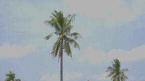 One tall coconut tree with blue sky background in summer time