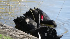 Nice big black swan eats green grass nature spring animal birds wild life 4k video