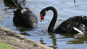 Nice big black swan eats green grass nature spring animal birds wild life 4k video
