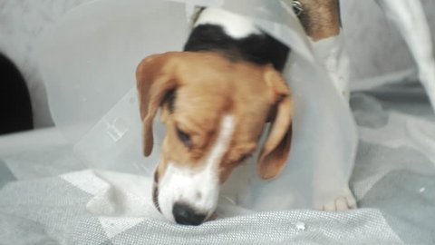beagle dog in a protective collar lying on the bed, sick, sad eyes, close-up