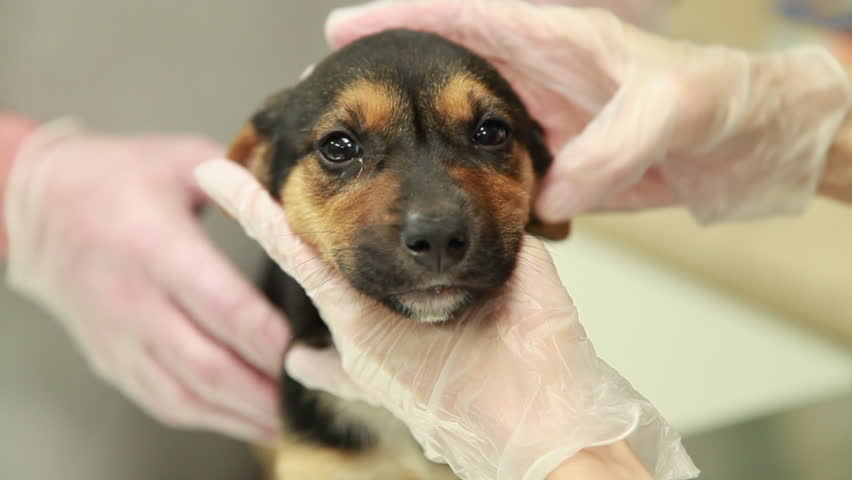 Close up of a veterinarian examining a cute puppy