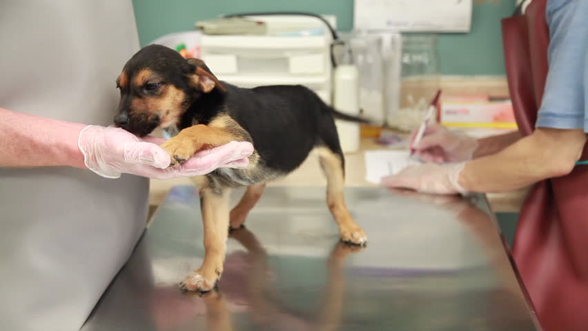 Veterinarians examine the health of a puppy at the clinic