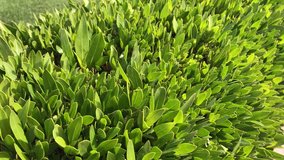 side view of the green bush. Green leaves of the tropical bush. Background. Short video background 4k. Close up shot of  leaves on the bush. Beautiful sunny weather