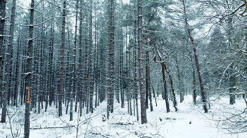Dark snowy forest dolly shot. Moving between trees in the dark snowy forest in winter. Magical and mystical forest dolly shot.  स्टॉक वीडियो