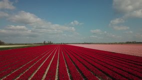 Beautiful drone footage of the Dutch flower fields