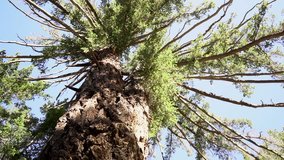 Upward angle of a tree in slow motion panning right - Powered by Shutterstock - Get 15% off with code: PIKWIZARD15