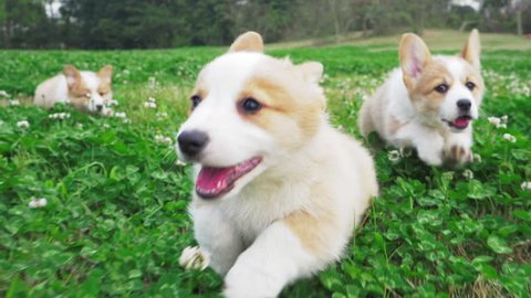 lovely small pretty corgis running in the clover field one after another straddling legs their hair waving in the wind happily and cheerfully on the daytime group of happy Corgi puppy running outdoor