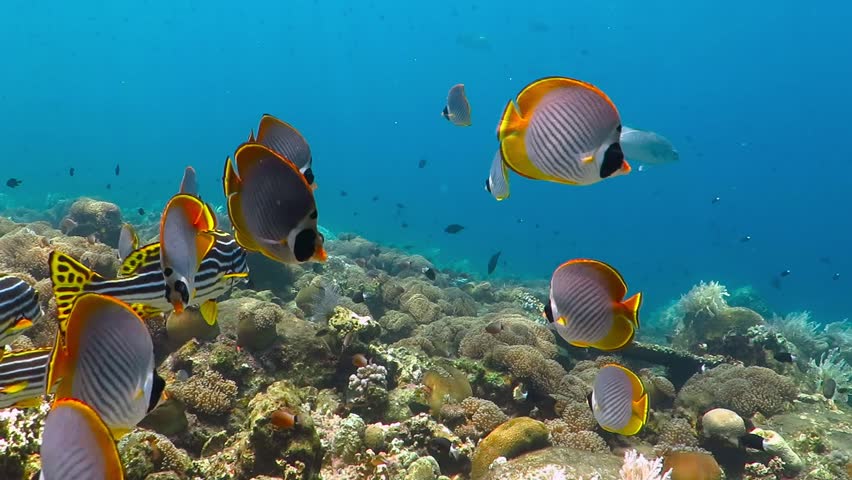 School of tropical fish (butterflyfish) on the coral reef. Colorful seascape with marine wildlife. Underwater photography from snorkeling with corals and fish. Aquatic tropical life. Royalty-Free Stock Footage #1027594574