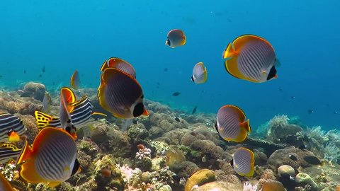 School of tropical fish (butterflyfish) on the coral reef. Colorful seascape with marine wildlife. Underwater photography from snorkeling with corals and fish. Aquatic tropical life.