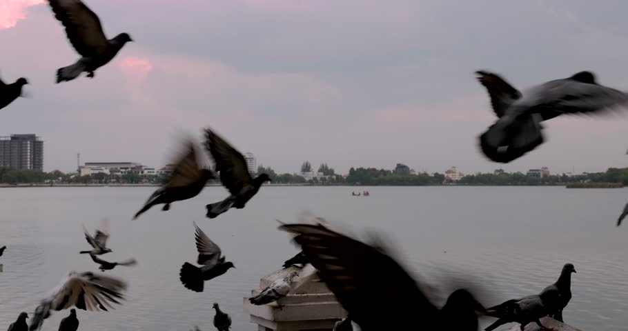 Pigeon flock fly across the river