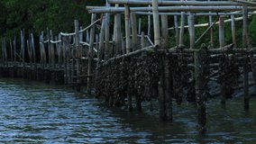 oyster farm in the mangrove forest nature footage video clip
