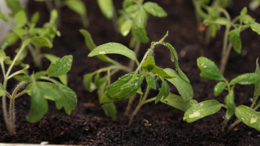 Splashes of water fly to the green shoots. Slow motion. seedlings in the greenhouse watering gardener. farming concept. growing seedlings in the greenhouse. close-up | Shutterstock HD Video #1027596053