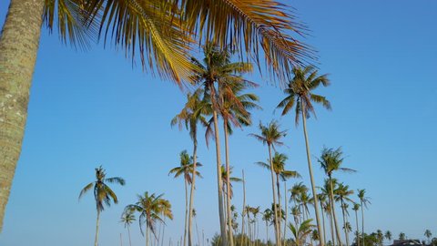 Slow motion of tall coconut trees with white cloud and blue skies in the background late evening sun sets -tropical travel holiday or vacation concept - pan tilt upwards.