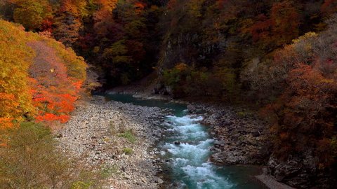 Stream in Forest at autumn / Shirasuna Valley	