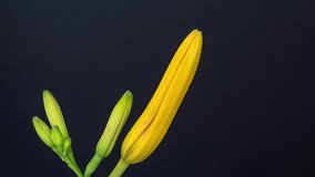 Lili flower blossom timelapse. 4k time lapse video of a yellow liliy growing, blooming and blossoming on a dark background. 