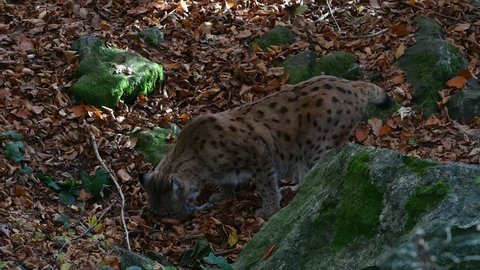 Eurasian lynx (Lynx lynx) feeding on dead rabbit prey in autumn forest