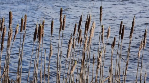 Spikes of  broadleaf cattail / common bulrush swaying in gale force wind along lake