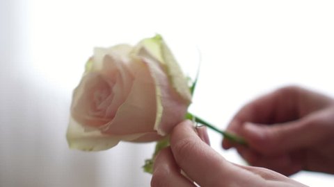 Female hands of florist clean bud of rose from extra petals, close-up ஸ்டாக் வீடியோ