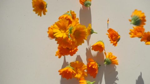 Closeup view of calendula heads falling on the table in slow motion