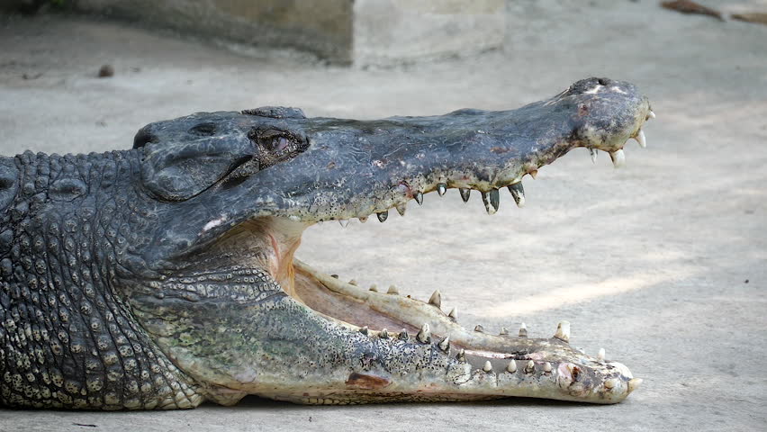 Крокодилы открывают рот. Крокодил рот закрыл.