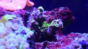 Pretty anemones in sea coral reef aquarium motion 4k video full hd