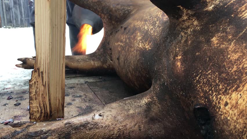 Men burning the dead pin in between the leg whilst another men is scrapping the burned hair off with a knife