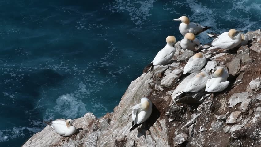 Northern gannets (Morus bassanus) preening feathers in seabird breeding colony in sea cliff at Hermaness, Unst, Shetland Islands, Scotland, UK Royalty-Free Stock Footage #1027636697