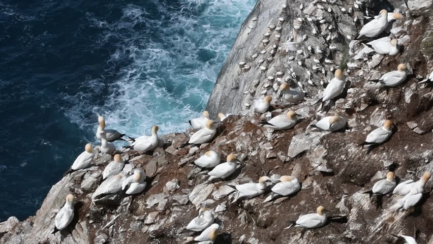 Northern gannets (Morus bassanus) preening feathers in seabird breeding colony in sea cliff at Hermaness, Unst, Shetland Islands, Scotland, UK Royalty-Free Stock Footage #1027636724